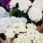 ParkandCube_ColumbiaRdFlowerMarket_02
